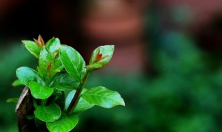 春绿散文欣赏(散文赏析)