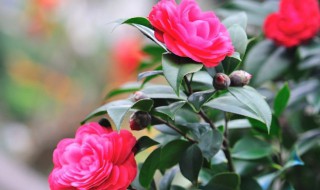 茶花树的养殖方法和注意 茶花树的养殖方法和注意事项