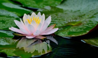 睡莲的种植方法和注意事项（睡莲的种植方法和注意事项图片）