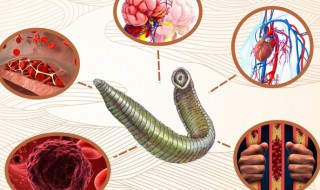 水蛭的功效与作用禁忌人群 水蛭的功效与作用禁忌人群吃