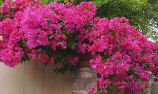 三角梅可以放室内养吗? 三角梅可以放室内养吗风水好吗