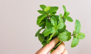 薄荷的功效与作用禁忌症 薄荷的功效与作用禁忌症有哪些