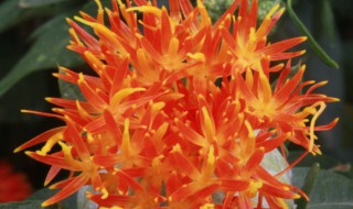 红花的副作用（红花的副作用和禁忌）