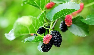 桑叶的功效与作用吃法 桑叶的功效与作用吃法蒲