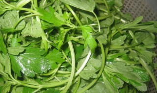 益母草的吃法 野生益母草的吃法