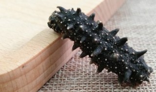 海参的家常吃法红烧（海参的做法大全）