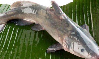 清江鱼是什么鱼怎么做(清江鱼鱼的做法和步骤)