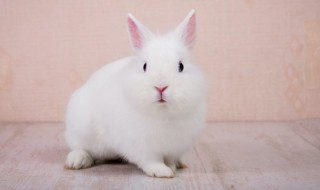 兔子肉怎么做好吃(兔子肉怎么做好吃又简单)