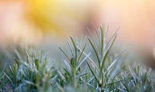 迷迭香怎么吃法（迷迭香怎样食用）