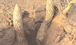 肉苁蓉的禁忌是什么 肉苁蓉的禁忌是什么食物