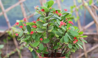 刺梅的养殖方法和注意事项简略（刺梅的养殖方法和注意事项）