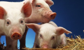 猪饲料的配方是什么?（养猪的饲料配方）