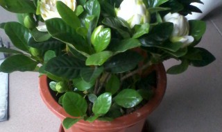 栀子花养殖忌讳什么（栀子花养殖忌讳什么土壤）