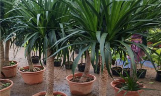 龙血树怎么种植和养殖 龙血树怎么种植和养殖视频