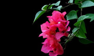 三角梅叶子蔫了的原因（三角梅为啥叶子总是蔫蔫）