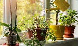 白掌的养殖方法和注意事（白掌的养殖方法和注意事项水培空调房间）