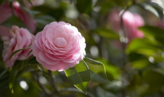 花字组词（花字组词100个）