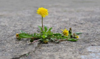 蒲公英根的禁忌人群 蒲公英根的禁忌症