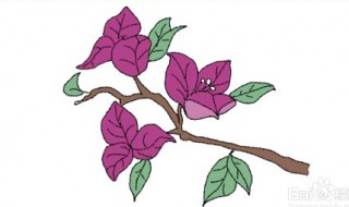 三角梅简笔画 三角梅简笔画图片