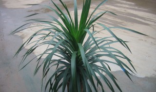 龙血树叶粉的功效与作用及食用方法 龙血树叶粉的功效与作用及食用方法禁忌