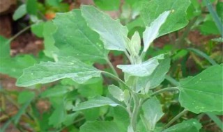 灰灰菜怎么吃法（灰灰菜吃法图片）