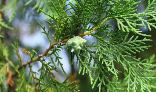 侧柏叶洗头简直绝了（侧柏叶洗头发）