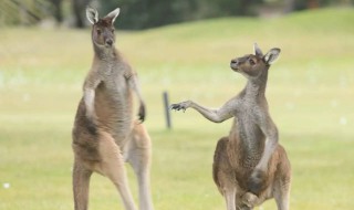 袋鼠英语怎么读 袋鼠英语怎么读音发音