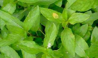 薄荷叶的吃法大全（薄荷叶的吃法大全窍门）