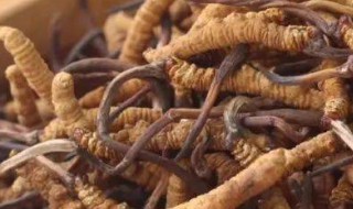 冬虫夏草的功效与吃法大全(冬虫夏草的功效与作用及食用方法)
