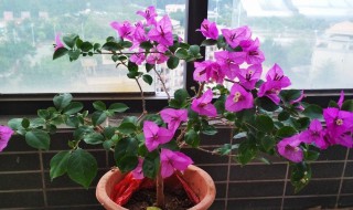 三角梅根系发达吗（三角梅根系发达吗伤到墙基吗）