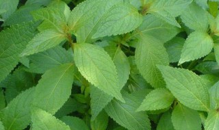 土黄连的功效与作用及禁忌 土黄连的功效与作用及禁忌