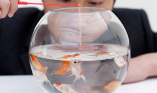 摆摊卖鱼需要注意什么(摆摊卖鱼需要注意什么事项)