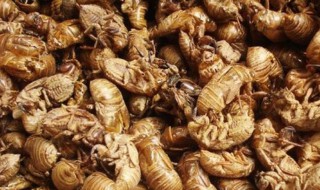 蝉蜕功效与作用及禁忌症（蝉蜕的功效和禁忌）