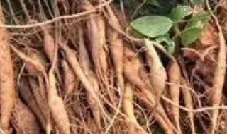 牛大力的禁忌人群（牛大力吃法与禁忌）