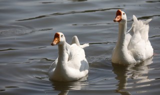 吃鹅肉的禁忌人群 吃鹅肉有没有禁忌