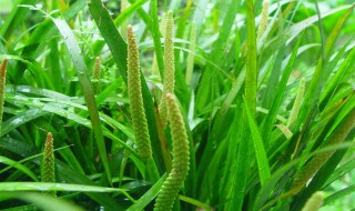 石菖蒲的作用与功效禁忌 石菖蒲的作用与功效禁忌症