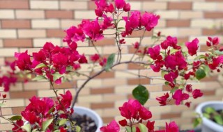 三角梅最低温度能耐多少度（三角梅最低温度能耐多少度生长）