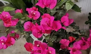 三角梅几月份修剪最好 三角梅几月份修剪最好活