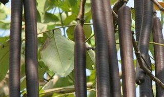 尼泊尔腊肠果的功效和禁忌 尼泊尔腊肠果副作用