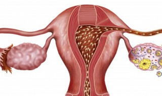 做完人工授精后注意事项 做完人工授精后注意事项是什么