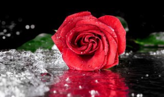 种植玫瑰花注意事项（种植玫瑰花注意事项有哪些）