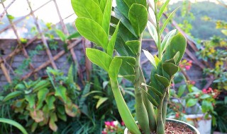 金钱树的养护和注意事项 金钱树的栽培与养护