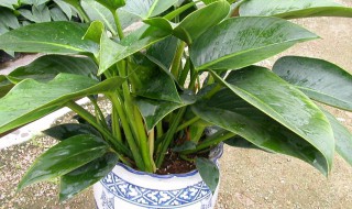 金钻的养殖方法和注意事项金 金钻的养殖方法和注意事项金钻干叶怎么办