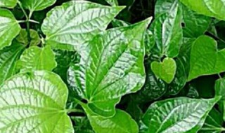 假蒌的功效与作用禁忌（假蒌有什么功效）