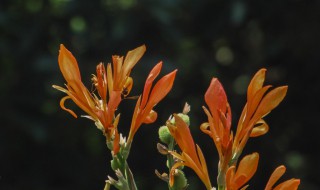 美人蕉的养殖及注意事项（美人蕉的养殖方法和注意事项）