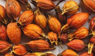 栀子的功效与作用及禁忌症（栀子的功效与作用及禁忌症有作用及禁忌）