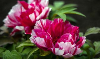 牡丹花种植方法和注意事项 牡丹花种植方法和注意事项图片