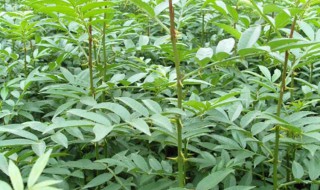 农村种植花椒树有什么注意事项（农村种植花椒树有什么注意事项和禁忌）