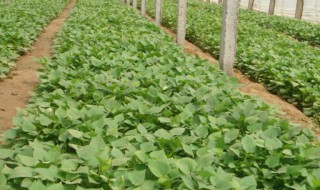 红薯幼苗应注意哪些问题? 红薯幼苗怎么培育