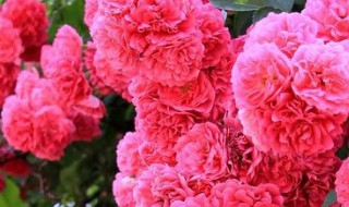 蔷薇花的养殖方法和注意事项（蔷薇花的养殖方法和注意事项几月开花需要什么样的土质）